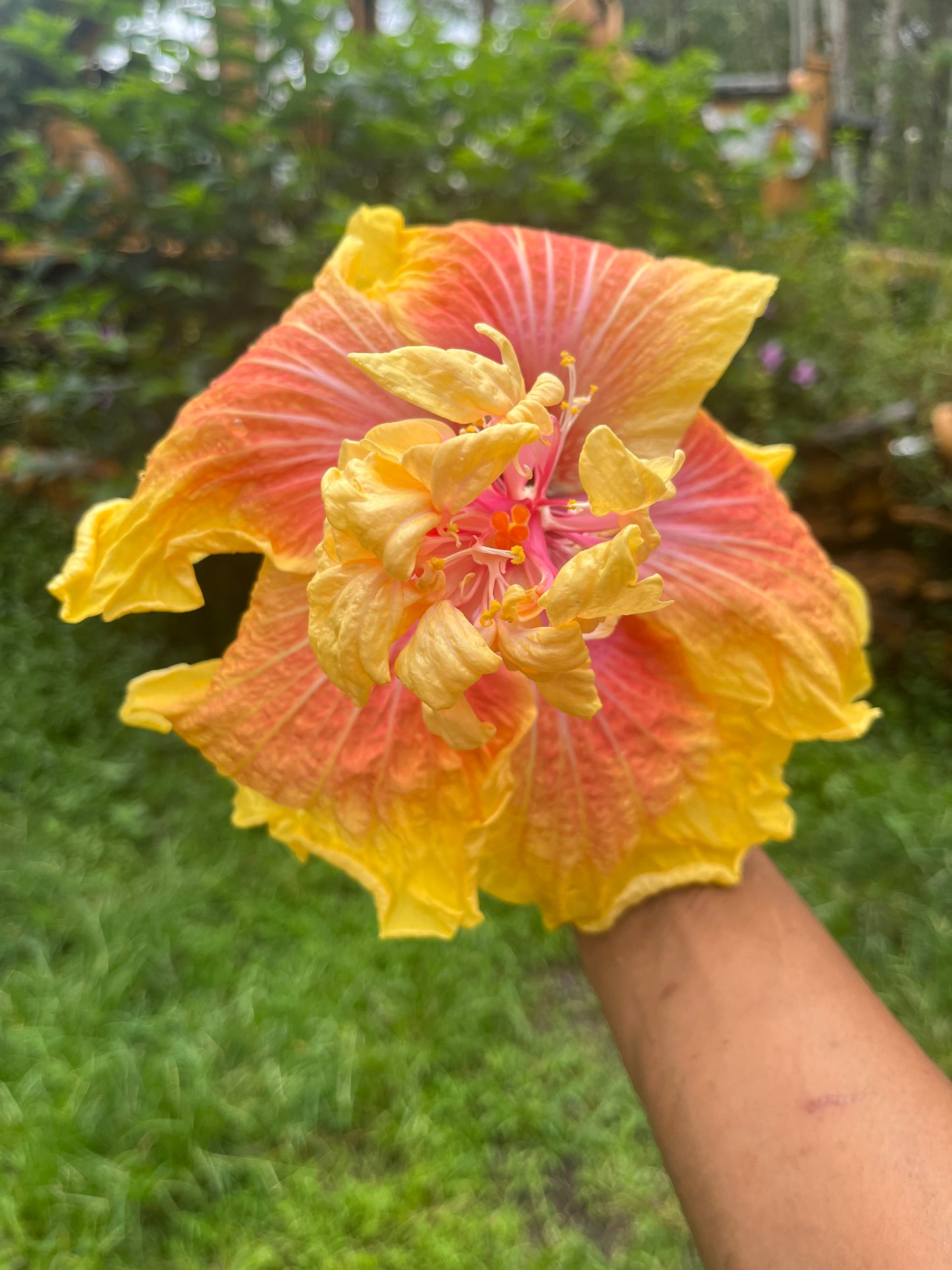 19006 SWTWTR Starburst