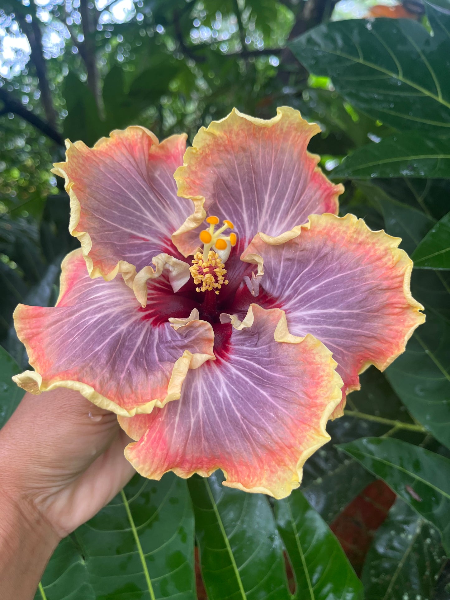 21001 SWTWTR Aunty Aloha