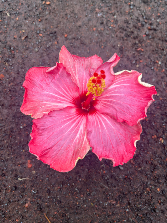 25027 SWTWTR