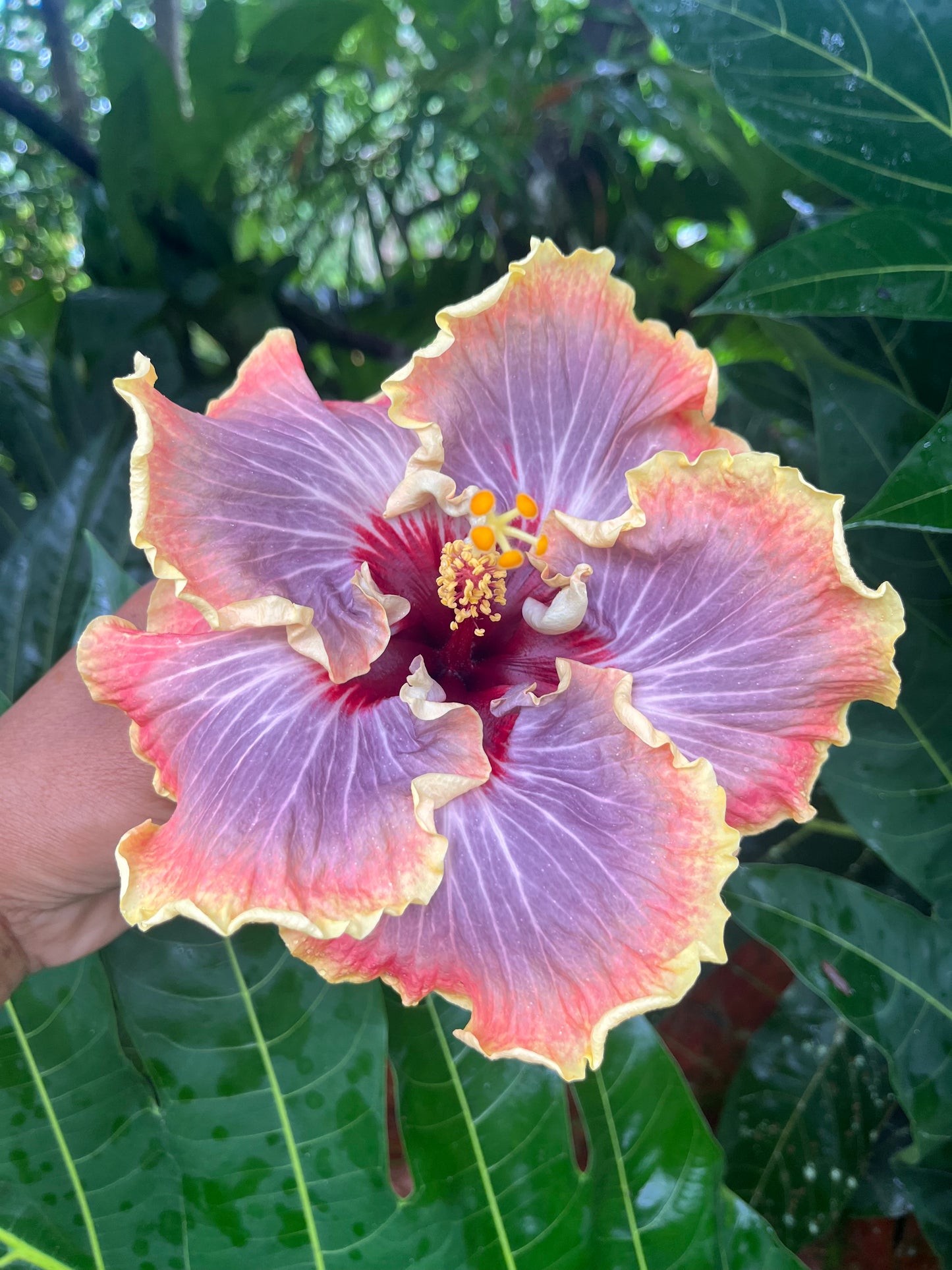 21001 SWTWTR Aunty Aloha
