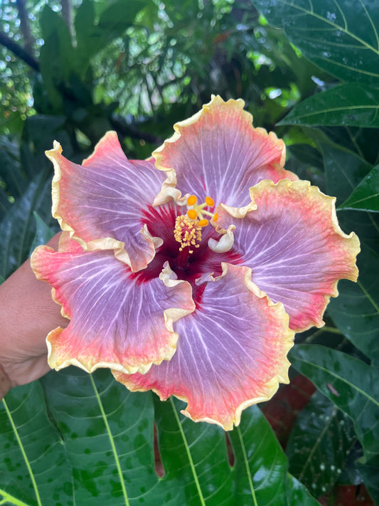 21001 SWTWTR Aunty Aloha