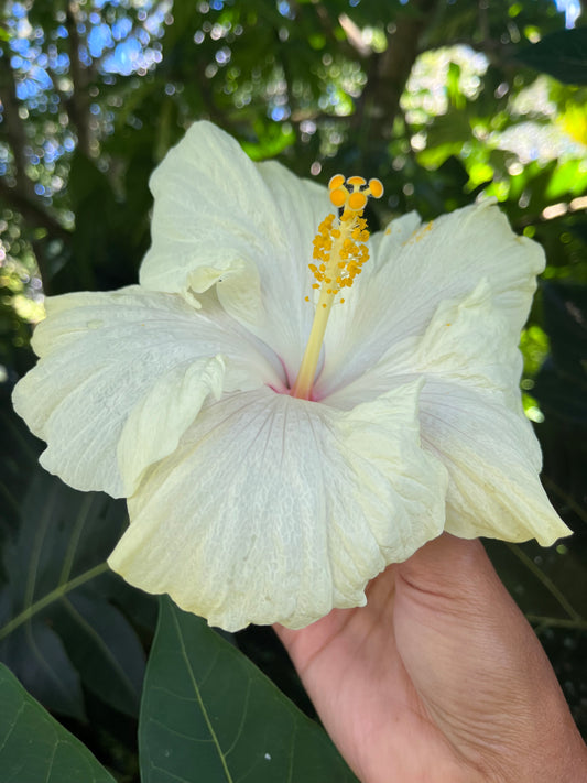 20095 SWTWTR Pretty Wings