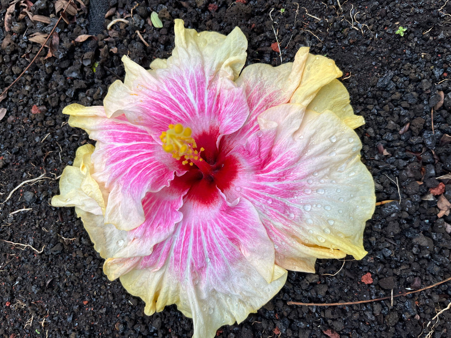 22084 SWTWTR Hale’iwa Hula