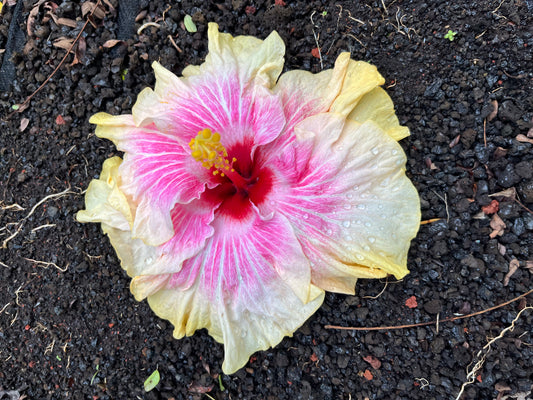22084 SWTWTR Hale’iwa Hula
