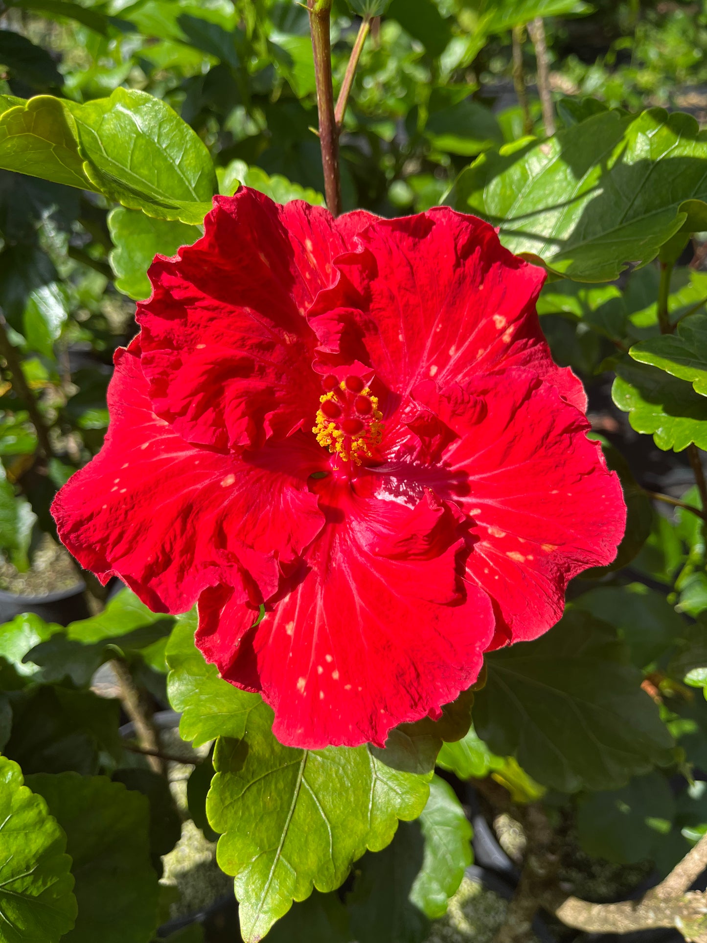 24005 SWTWTR Frilly Red