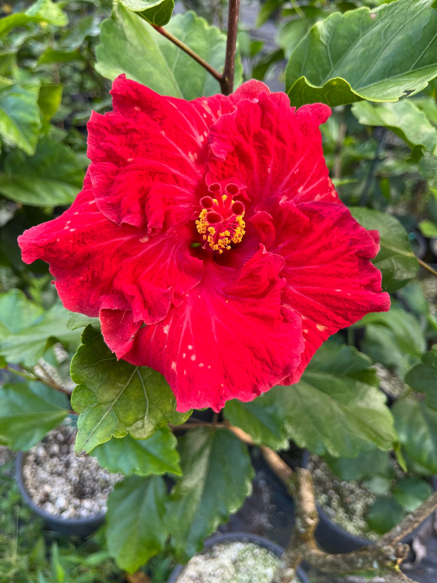 24005 SWTWTR Frilly Red