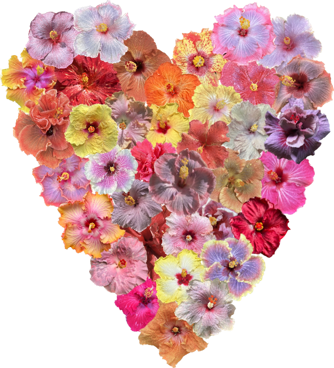 Sweetwater Hibiscus Gift Card